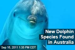 New Dolphin Species, the Burrunan Dolphin, Found in Australia