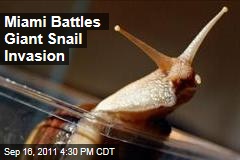 Miami Officials Battle Invasion of Giant African Snails