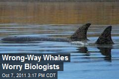 Wrong-Way Whales Worry Biologists