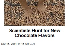 Scientists Hunt for New Chocolate Flavors