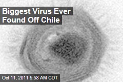 &#39;Megavirus&#39; Found Off Chile Coast