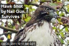 SF Hawk Shot With Nail Gun, Survives
