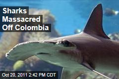 Thousands of Sharks Killed Near Malpelo, Off Colombia