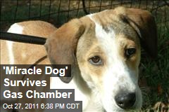 Daniel the Miracle Dog Survives Gas Chamber in Alabama