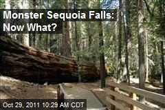 Monster Sequoia Falls: Now What?