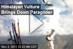 Himalayan Vulture Brings Down Paraglider