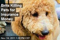 Brits Killing Pets for Insurance Money