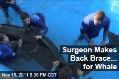 Surgeon, SeaWorld Make Back Brace for Pilot Whale