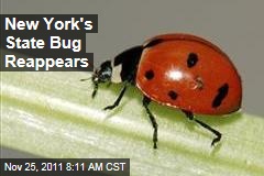 New York's State Insect, the Nine-Spotted Ladybug, Reappears