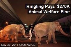Ringling Pays $270K Animal Welfare Fine