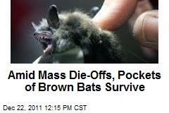 Amid Mass Die-Offs, Pockets of Brown Bats Survive
