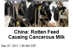 China: Rotten Feed Causing Cancer Milk