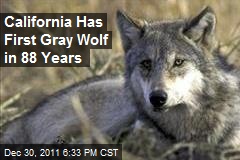 California Has First Gray Wolf in 88 Years