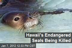 Hawaii&#39;s Endangered Seals Being Killed