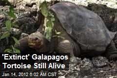 &#39;Extinct&#39; Galapagos Tortoise Still Alive