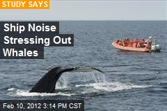 Ship Noise Stressing Out Whales