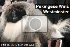 Pekingese Wins Westminster