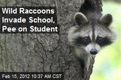 Wild Raccoons Invade School, Pee on Student