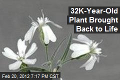 32K-Year-Old Plant Brought Back to Life