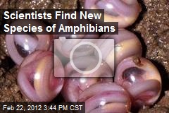 Scientists Find New Species of Amphibians