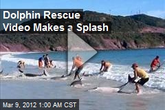 Dolphin Rescue Video Goes Viral