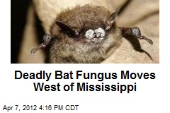 Deadly Bat Fungus Moves West of Mississippi