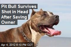 Pit Bull Survives Shot in Head After Saving Owner