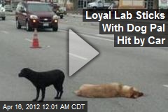 Loyal Lab Sticks With Dog Pal Hit by Car