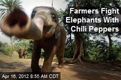 Farmers Fight Elephants With Chili Peppers
