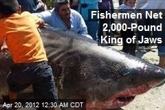 Fishermen Net 2,000-Pound King of Jaws