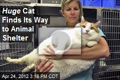Huge Cat Finds Its Way to Animal Shelter