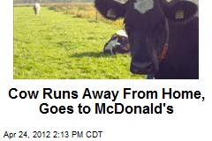 Cow Runs Away From Home, Goes to McDonald&#39;s
