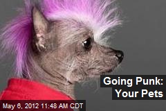 Going Punk: Your Pets