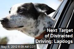 Next Target of Distracted Driving: Lapdogs