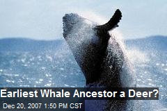 Earliest Whale Ancestor a Deer?