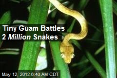 Tiny Guam Battles 2 Million Snakes