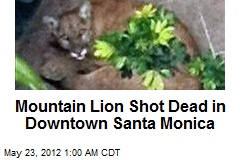 Mountain Lion Shot Dead in Downtown Santa Monica