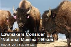 Lawmakers Consider &#39;National Mammal&#39;: Bison