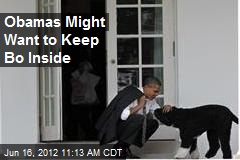Obamas Might Want to Keep Bo Inside