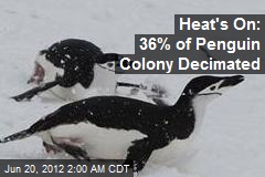 Heat&#39;s On: 36% of Penguin Colony Decimated