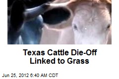 Genetically Modified Grass LInked to Cattle Deaths