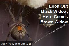 Look Out Black Widow, Here Comes Brown Widow