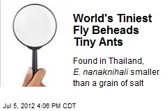 World&#39;s Smallest Fly Beheads Tiny Ants