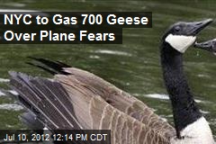 NYC to Gas 700 Geese Over Plane Fears
