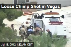 Loose Chimp Shot in Vegas