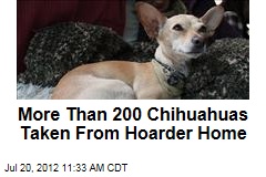 More Than 200 Chihuahuas Taken From Hoarder Home