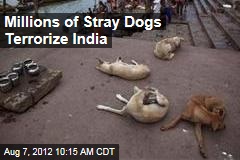 Millions of Stray Dogs Terrorize India