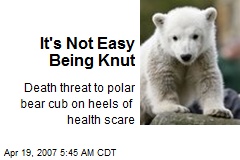 It's Not Easy Being Knut