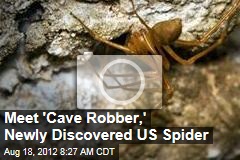 Meet &#39;Cave Robber,&#39; Newly Discovered US Spider