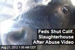 Feds Shut Calif. Slaughterhouse After Abuse Video